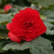 Begonia x tuberhybrida 'Nonstop Deep Red' Begonia x tuberhybrida 'Nonstop Deep Red'