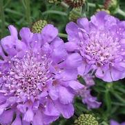 Scabiosa columbaria 'Butterfly Blue' Scabiosa columbaria 'Butterfly Blue'