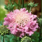Scabiosa columbaria 'Pink Mist' Scabiosa columbaria 'Pink Mist'