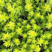 Sedum 'Aurea' Sedum 'Aurea'