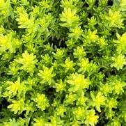 Sedum 'Aurea'