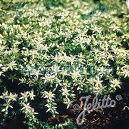 Sedum 'Oktoberfest' Sedum 'Oktoberfest'