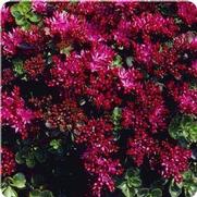 Sedum 'Dragon's Blood' Sedum 'Dragon's Blood'