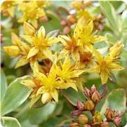 Sedum 'Variegatum' Sedum 'Variegatum'