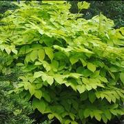 Aralia cordata 'Sun King'