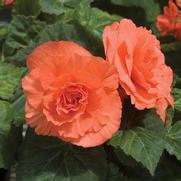 Begonia x tuberhybrida 'Nonstop Deep Salmon' Begonia x tuberhybrida 'Nonstop Deep Salmon'