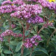 Sedum 'Munstead Dark Red'