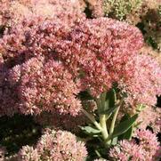 Sedum 'Autumn Fire'