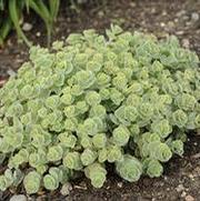 Sedum 'Mediovariegatum' Sedum 'Mediovariegatum'