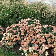 Sedum 'Autumn Joy' Sedum 'Autumn Joy'