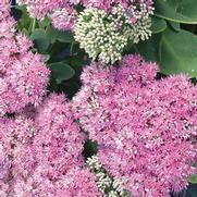 Sedum 'Pink Bomb' Sedum 'Pink Bomb'
