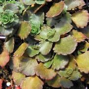 Sedum 'Bronze Carpet' Sedum 'Bronze Carpet'