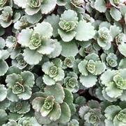 Sedum 'Elizabeth' Sedum 'Elizabeth'