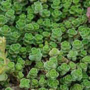 Sedum 'John Creech'