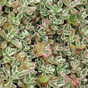 Sedum 'Dragon's Blood Tricolor' Sedum 'Dragon's Blood Tricolor'