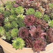 Sempervivum 'Hens & Chicks Mix' Sempervivum 'Hens & Chicks Mix'
