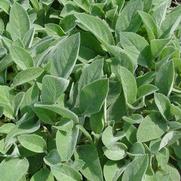 Stachys byzantina 'Helene Von Stein' Stachys byzantina 'Helene Von Stein'