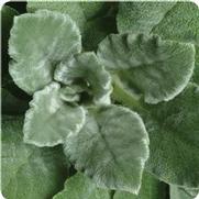 Stachys byzantina 'Fuzzy Wuzzy' Stachys byzantina 'Fuzzy Wuzzy'