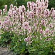 Stachys officinalis 'Pink Cotton Candy'