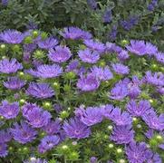 Stokesia laevis 'Peachie's Pick' Stokesia laevis 'Peachie's Pick'