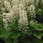 Tiarella wherryi