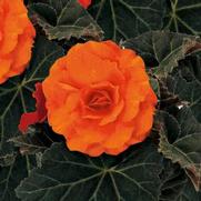 Begonia x tuberhybrida 'Nonstop Mocca Deep Orange'
