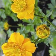 Trollius chinensis 'Golden Queen' Trollius chinensis 'Golden Queen'