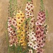 Verbascum hybrid 'Southern Charm'