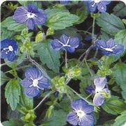 Veronica peduncularis 'Georgia Blue'