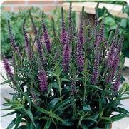 Veronica hybrida 'Purpleicious' Veronica hybrida 'Purpleicious'