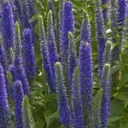 Veronica spicata 'Royal Candles' Veronica spicata 'Royal Candles'