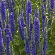 Veronica spicata 'Royal Candles'