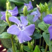 Vinca minor 'Bowles' Vinca minor 'Bowles'