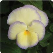 Viola cornuta 'Etain' Viola cornuta 'Etain'