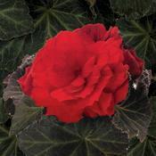 Begonia x tuberhybrida 'Nonstop Mocca Scarlet' Begonia x tuberhybrida 'Nonstop Mocca Scarlet'
