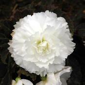Begonia x tuberhybrida 'Nonstop Mocca White'
