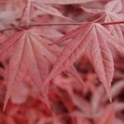 Acer palmatum 'Emperor I' Acer palmatum 'Emperor I'