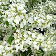 Amelanchier canadensis