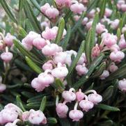 Andromeda polifolia 'Blue Ice'