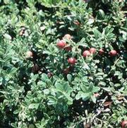 Arctostaphylos uva-ursi 'Massachusetts'