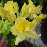 Azalea hybrid 'Lemon Lights'