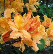 Azalea hybrid 'Mandarin Lights'