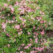 Azalea viscosum 'Pink and Sweet' Azalea viscosum 'Pink and Sweet'