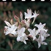 Azalea viscosum