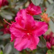 Azalea x. hybrid 'Girard's Fuchsia'