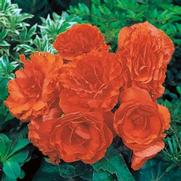 Begonia x tuberhybrida 'Nonstop Orange'