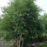 Betula nigra 'Heritage'