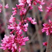 Cercis canadensis