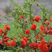 Chaenomeles speciosa 'Double Take Orange Storm'