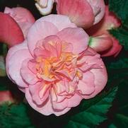 Begonia x tuberhybrida 'Nonstop Pink'